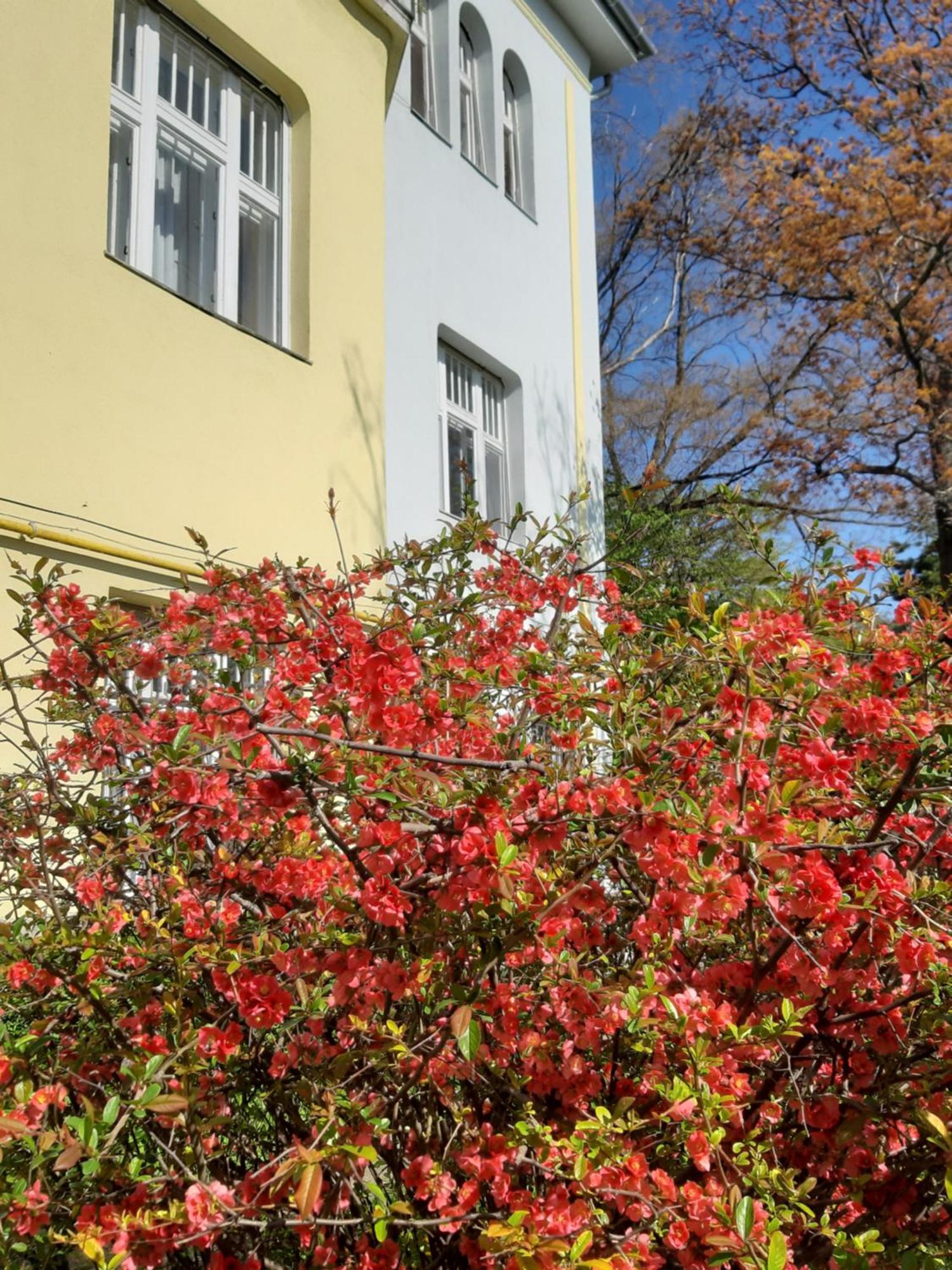 Green Hill Apartment Budapest Kültér fotó
